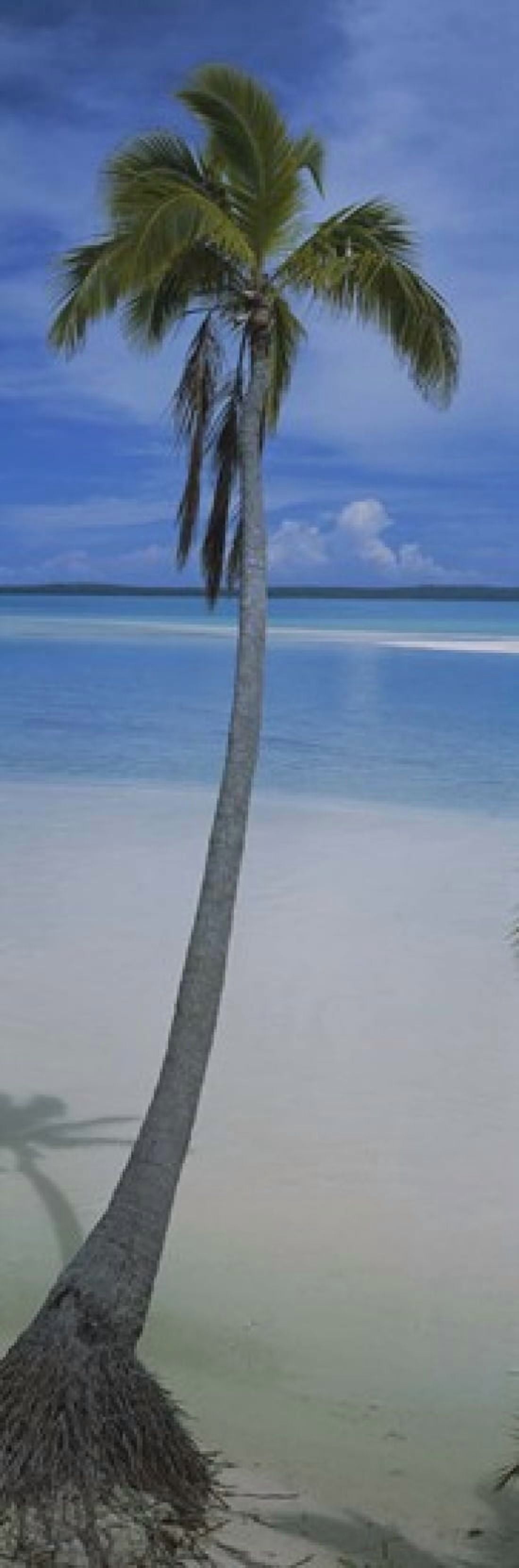 Palm tree on the beach One Foot Island Aitutaki Cook Islands Canvas Art - Panoramic Images (18 x 6)