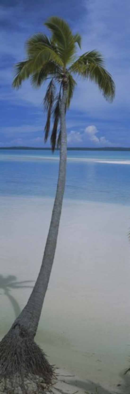 Palm tree on the beach One Foot Island Aitutaki Cook Islands Canvas Art - Panoramic Images (36 x 12)