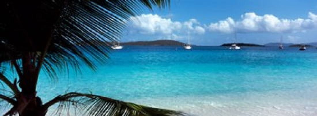 Palm tree on the beach Salomon Beach Virgin Islands National Park St John US Virgin Islands Canvas Art - Panoramic Images (18 x 7)