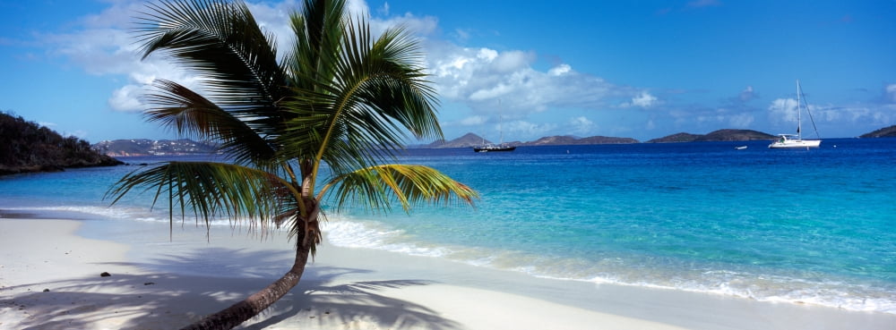 Palm tree on the beach Salomon Beach Virgin Islands National Park St John US Virgin Islands Canvas Art - Panoramic Images (36 x 12)