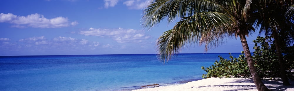 Palm tree on the beach Seven Mile Beach Grand Cayman Cayman Islands Canvas Art - Panoramic Images (12 x 39)