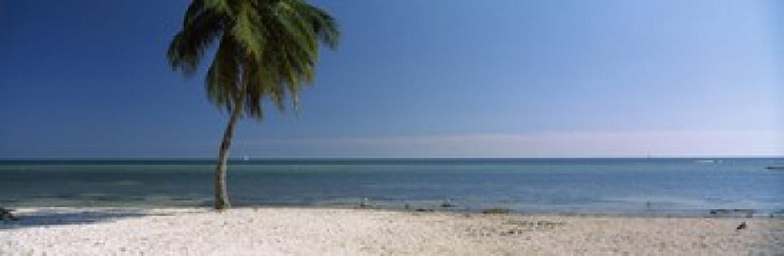 Palm tree on the beach Smathers Beach Key West Florida USA Canvas Art - Panoramic Images (36 x 12)