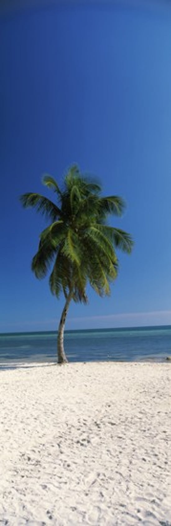 Palm tree on the beach Smathers Beach Key West Monroe County Florida USA Canvas Art - Panoramic Images (18 x 6)
