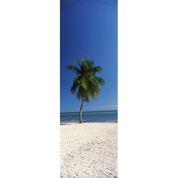 Palm tree on the beach, Smathers Beach, Key West, Monroe County, Florida, USA Poster Print (18 x 6)