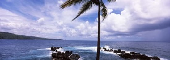 Palm tree on the coast Honolulu Nui Bay Nahiku Maui Hawaii USA Canvas Art - Panoramic Images (36 x 13)