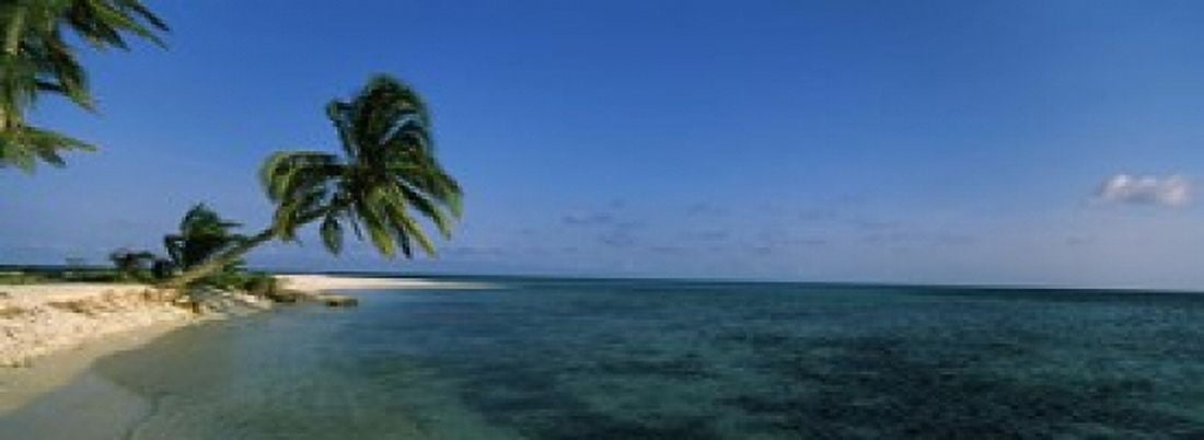 Palm tree overhanging on the beach Laughing Bird Caye Victoria Channel Belize Canvas Art - Panoramic Images (18 x 7)