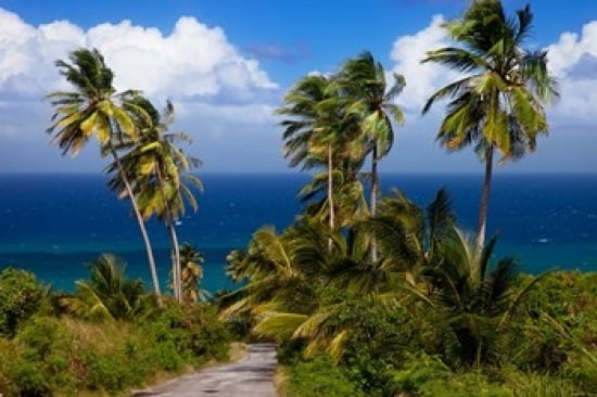 Palm trees Barbados at Bathsheba Canvas Art - Brian Jannsen DanitaDelimont (19 x 12)