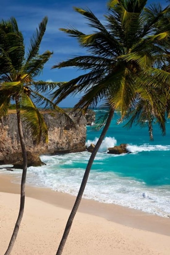 Palm trees Bottom Bay Barbados West Indies Canvas Art - Brian Jannsen DanitaDelimont (18 x 24)
