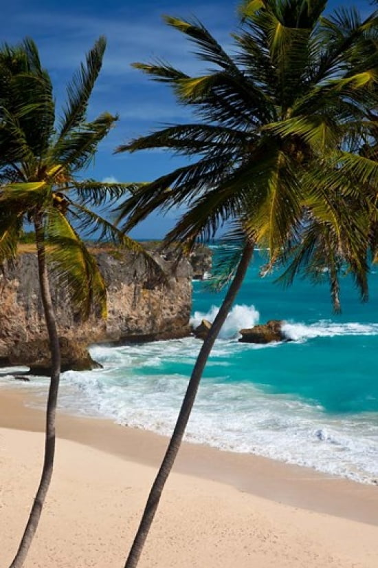Palm trees Bottom Bay Barbados West Indies Canvas Art - Brian Jannsen DanitaDelimont (25 x 38)