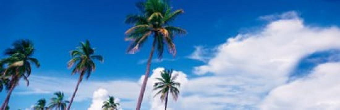 Palm trees Miami FL USA Canvas Art - Panoramic Images (36 x 12)