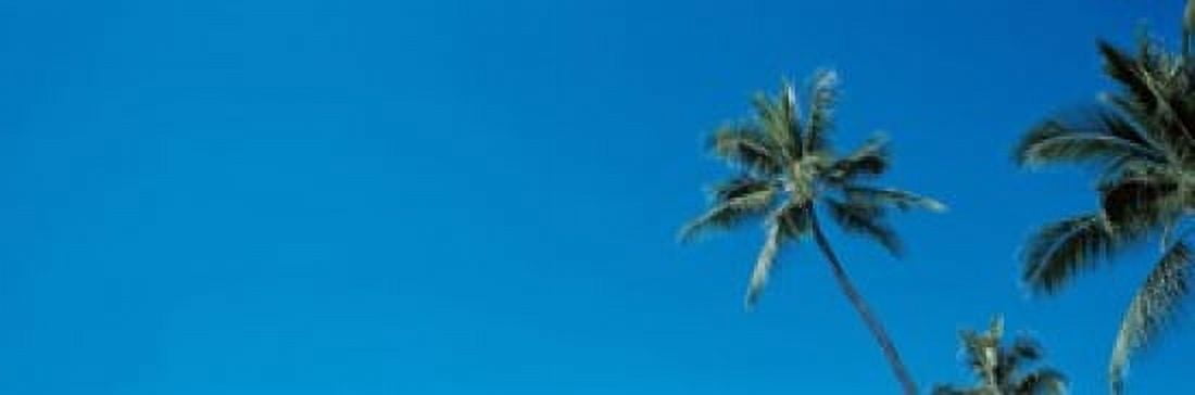Palm trees Waikiki Oahu HI USA Canvas Art - Panoramic Images (18 x 6)