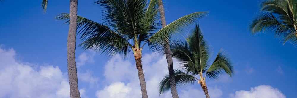 Palm trees against a blue sky Kona Hawaii Canvas Art - Panoramic Images (27 x 9)