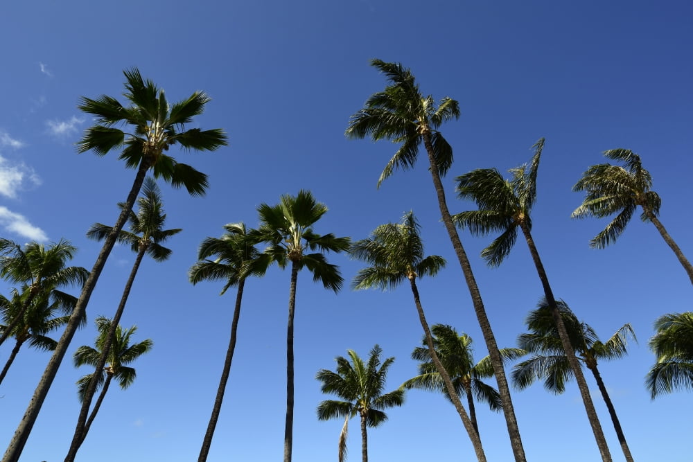Palm trees against a clear blue sky in Maui Hawaii Canvas Art - Ryan RossottoStocktrek Images (34 x 23)