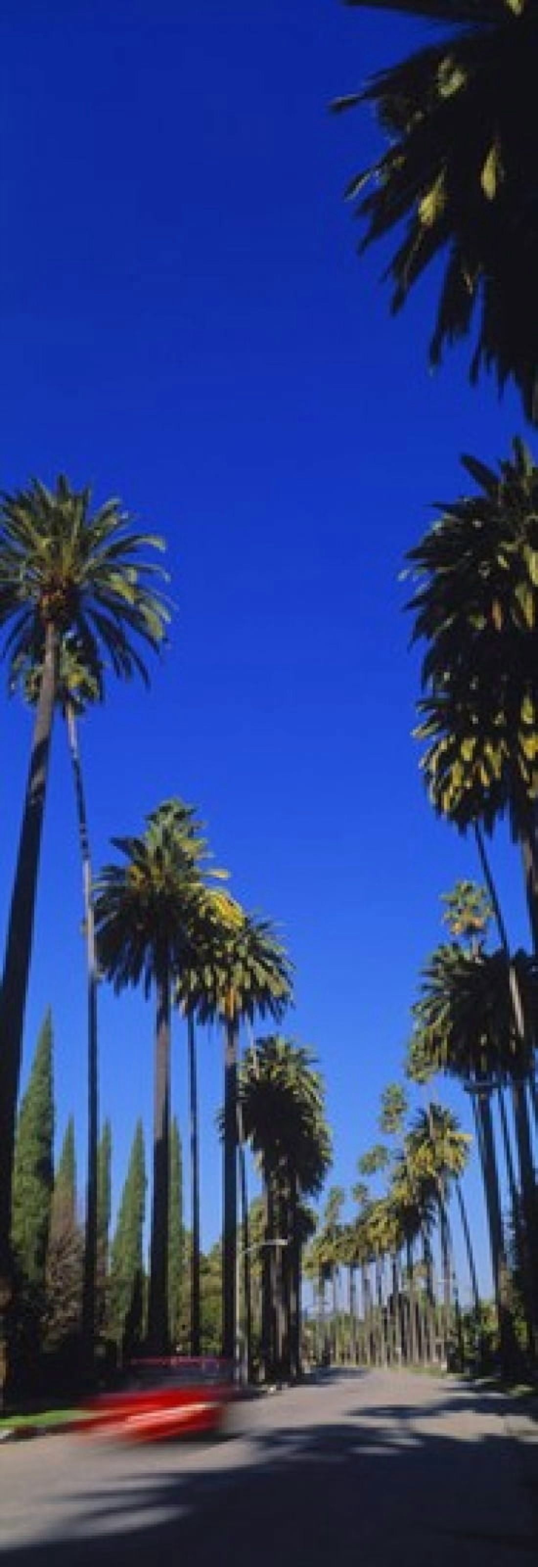 Palm trees along a road Beverly Hills Los Angeles County California USA Canvas Art - Panoramic Images (18 x 7)