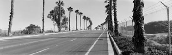 Palm trees along a road San Diego California USA Canvas Art - Panoramic Images (36 x 12)