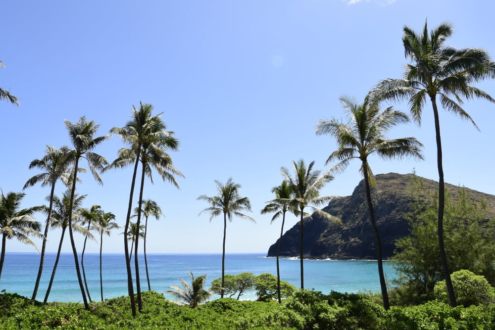 Palm trees along the coast of Waimanalo Bay Oahu Hawaii Canvas Art - Ryan RossottoStocktrek Images (34 x 23)