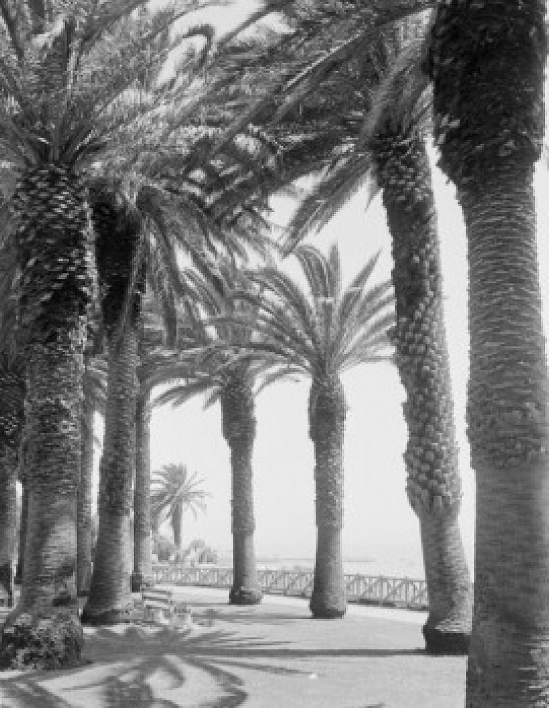 Palm trees along walkway Canvas Art - (18 x 24)