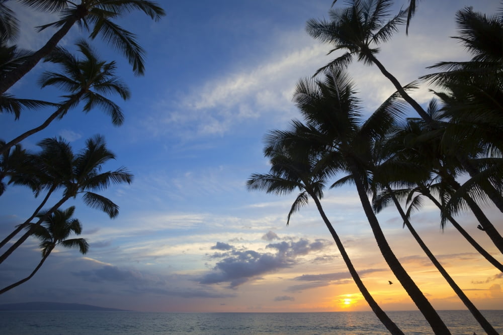 Palm trees at sunset Keawekapu Beach Maui Hawaii United States of America Canvas Art - Ron Dahlquist Design Pics (38 x 24)