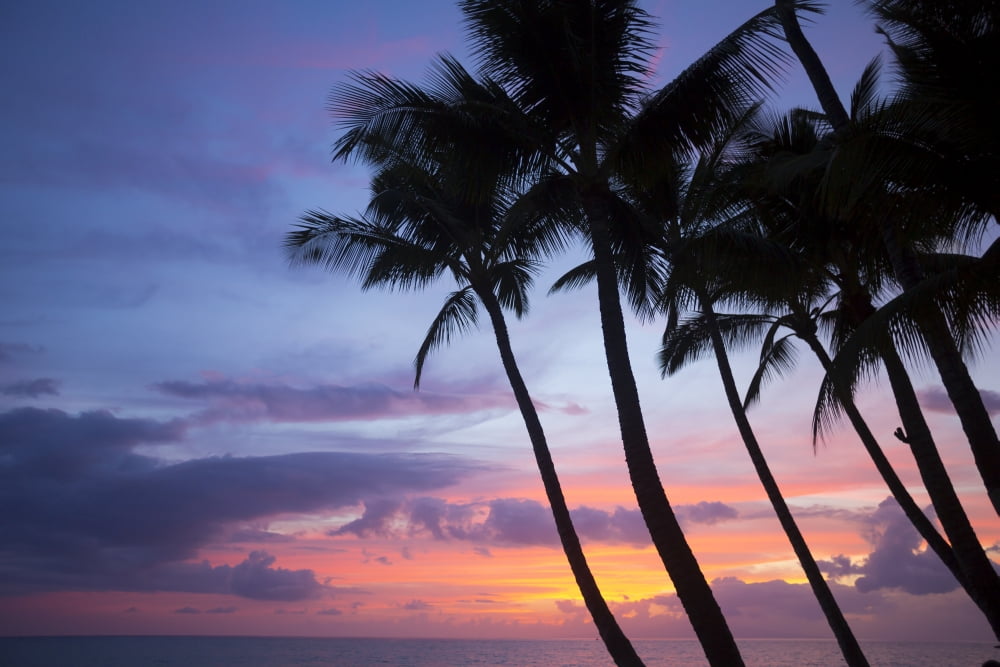 Palm trees at sunset Keawekapu Beach Maui Hawaii United States of America Canvas Art - Ron Dahlquist Design Pics (38 x 24)
