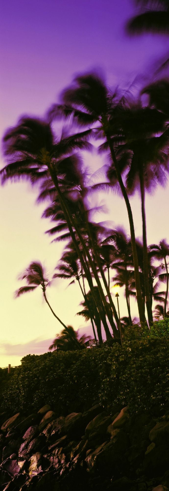 Palm trees at sunset Oahu Hawaii USA Canvas Art - Panoramic Images (27 x 9)