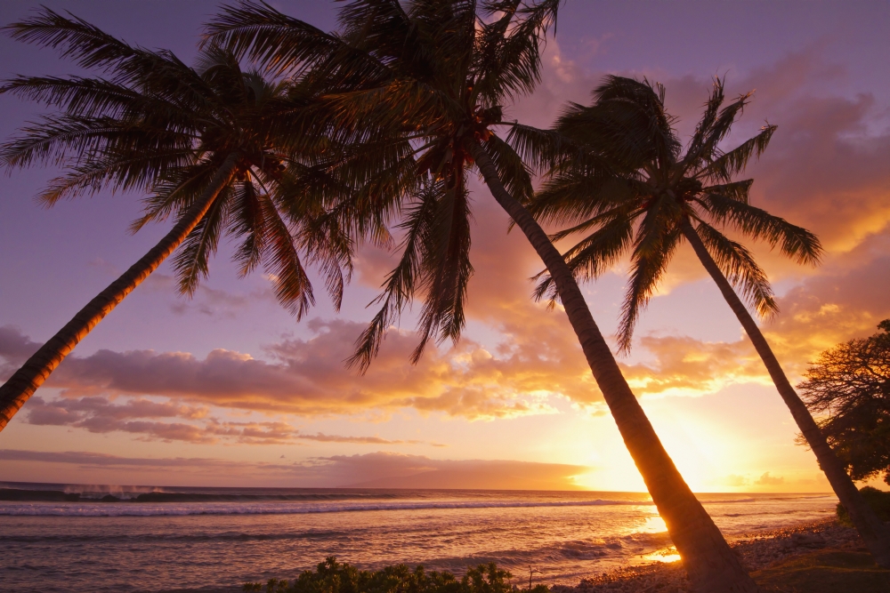Palm trees at sunset Olowalu Maui Hawaii United States of America Canvas Art - Ron Dahlquist Design Pics (19 x 12)