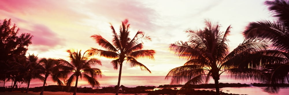 Palm trees at sunset Waikiki Beach Honolulu Oahu Hawaii USA Canvas Art - Panoramic Images (36 x 12)