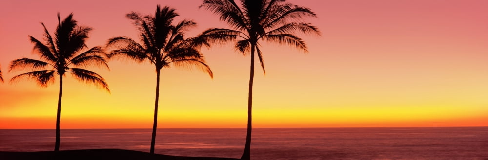 Palm trees at the coast at sunset Waikoloa Hawaii County Hawaii USA Canvas Art - Panoramic Images (12 x 36)