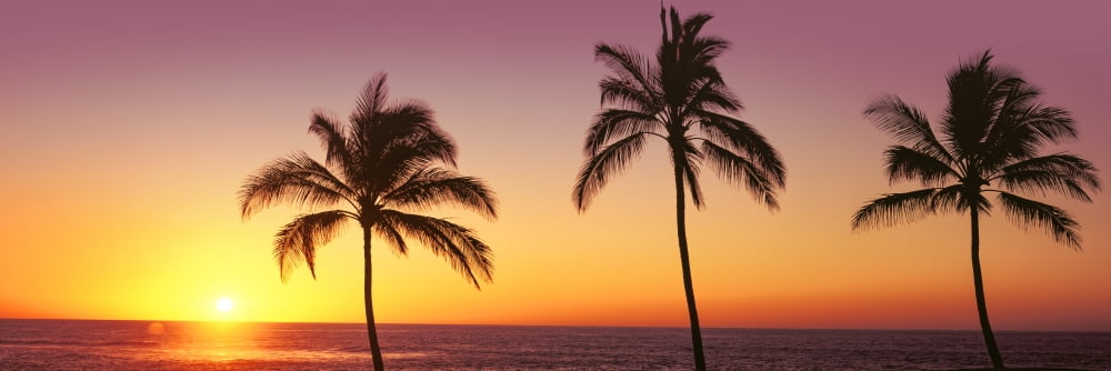 Palm trees at the coast at sunset Waikoloa Hawaii County Hawaii USA Canvas Art - Panoramic Images (12 x 36)