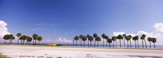 Palm trees at the roadside Interstate 275 Tampa Bay Gulf of Mexico Florida USA Canvas Art - Panoramic Images (36 x 13)