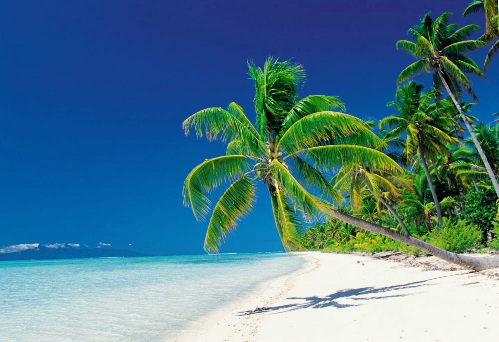Palm trees bending over the beach Canvas Art - Panoramic Images (36 x 24)