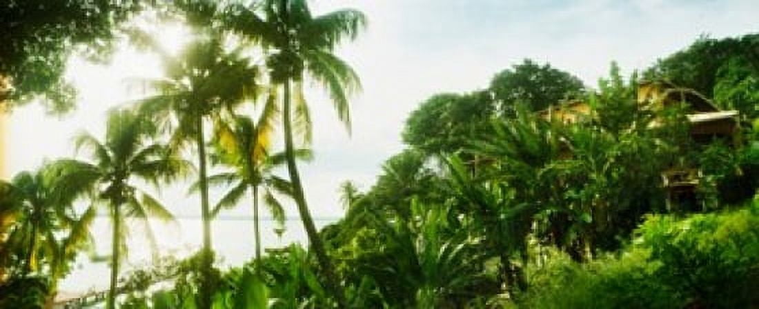Palm trees covering a small bungalow in Morro De Sao Paulo Tinhare Cairu Bahia Brazil Canvas Art - Panoramic Images (30 x 13)