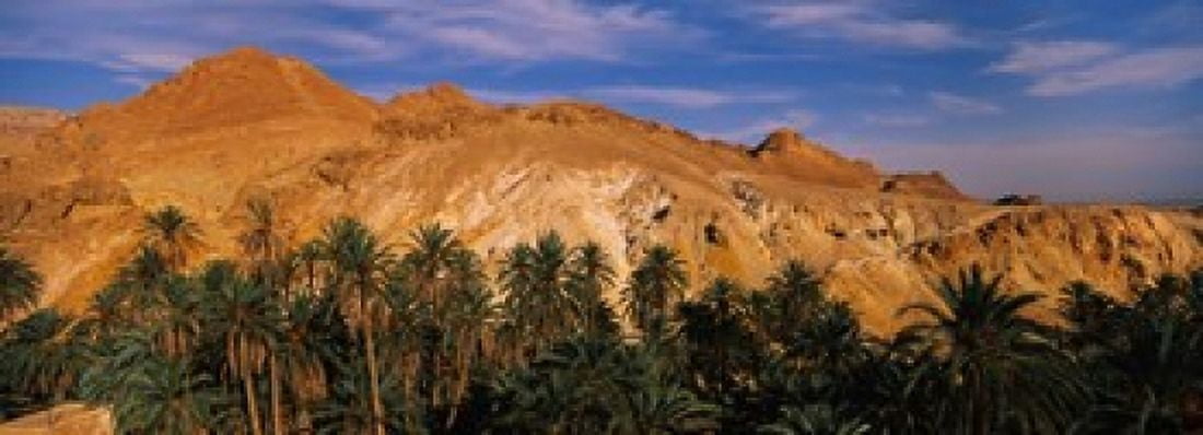 Palm trees in front of mountains Chebika Tunisia Canvas Art - Panoramic Images (36 x 13)