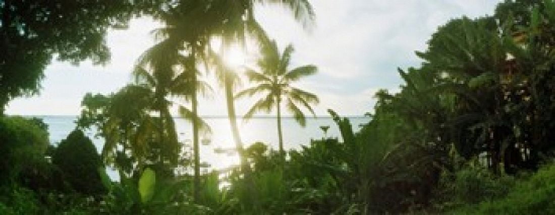 Palm trees in the forest at coast Morro De Sao Paulo Tinhare Cairu Bahia Brazil Canvas Art - Panoramic Images (15 x 6)