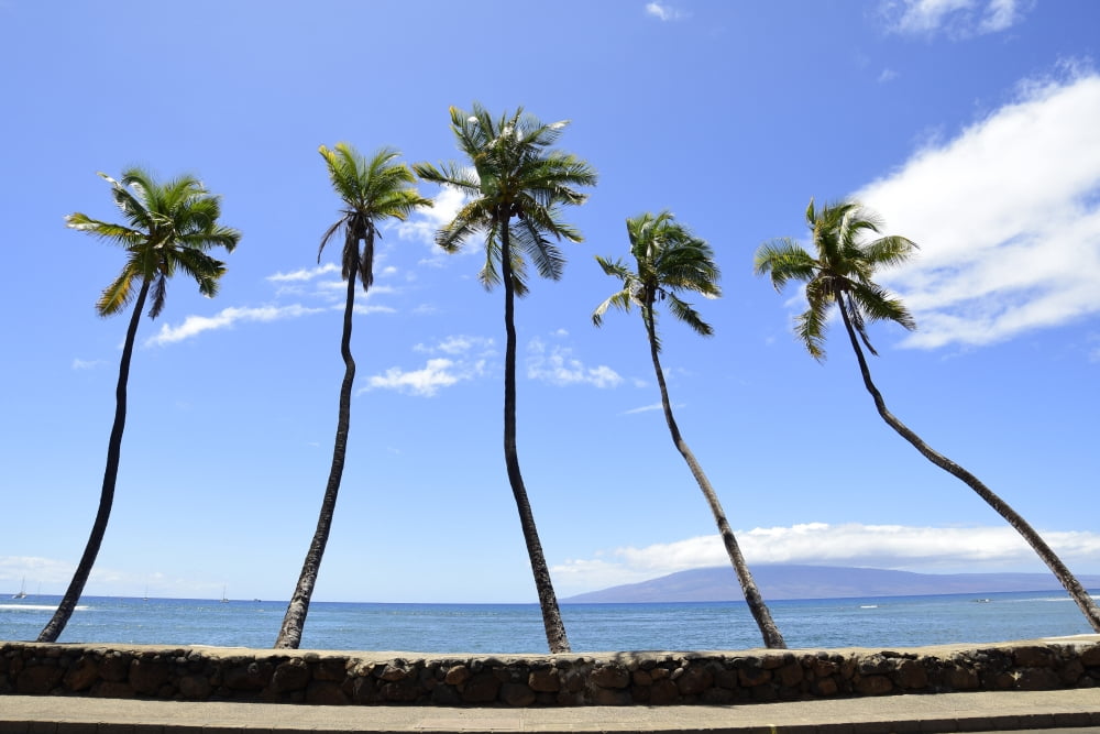 Palm trees jut out over the water Maui Hawaii Canvas Art - Ryan RossottoStocktrek Images (17 x 12)