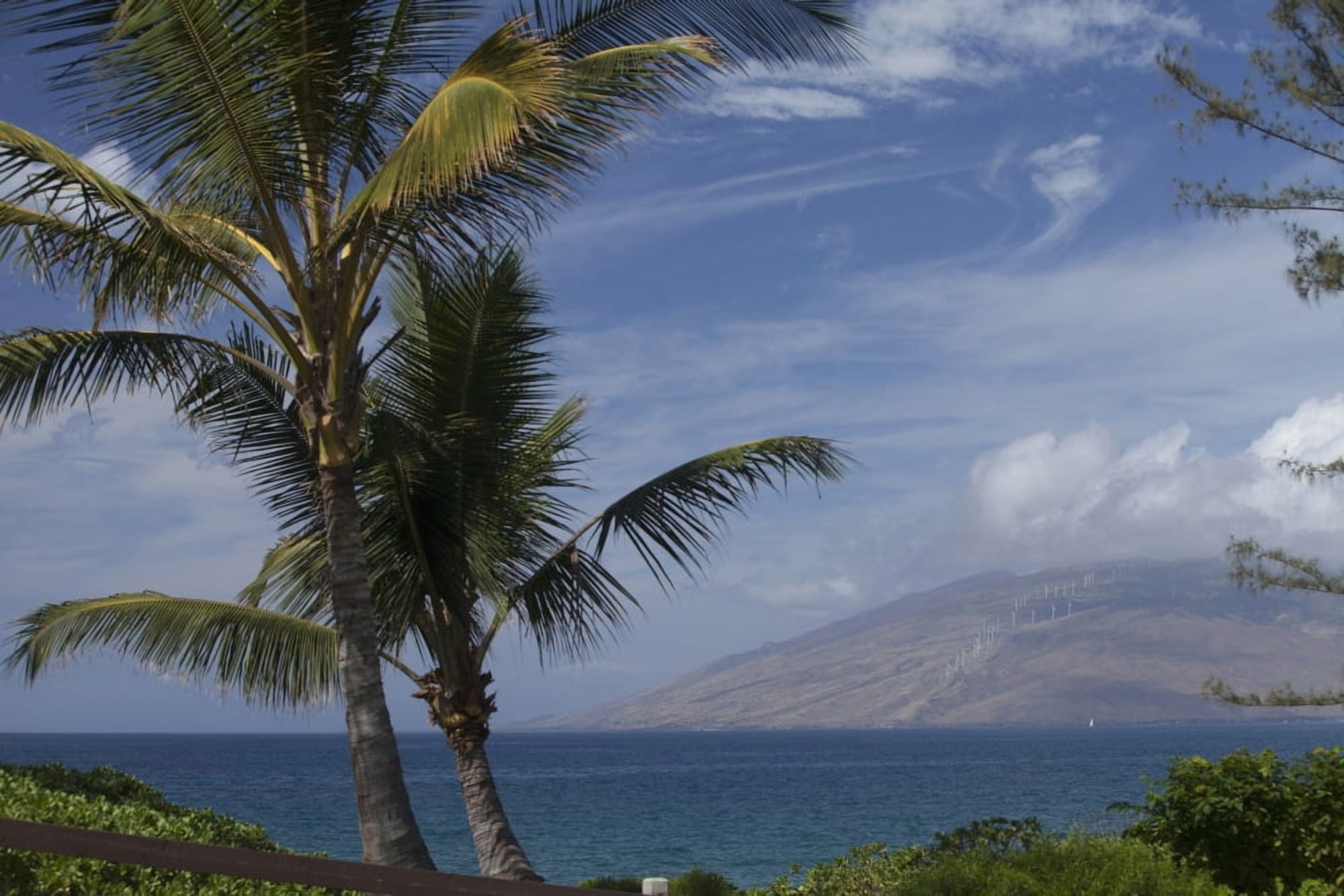 Palm trees near Kalama Beach Park West Maui Mountains in background Kihei Maui Hawaii United States of America Canvas Art - Peter French  Design Pics (38 x 24)