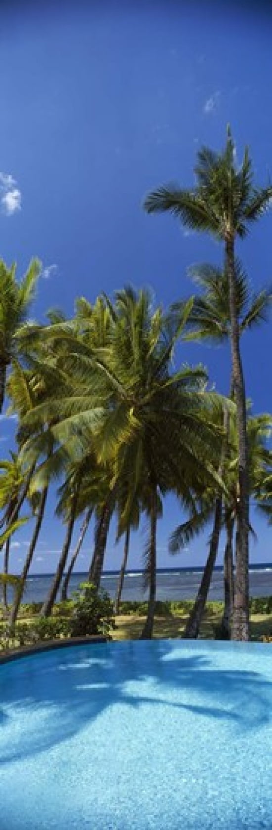 Palm trees near a swimming pool Maui Hawaii USA Canvas Art - Panoramic Images (36 x 12)
