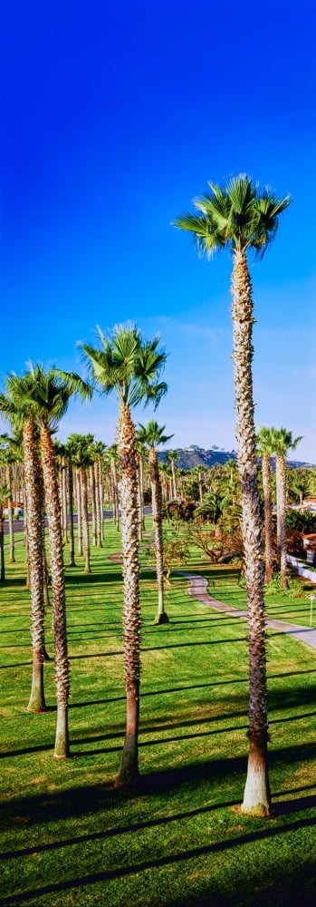 Palm trees near the beach Santa Barbara California USA Canvas Art - Panoramic Images (13 x 36)