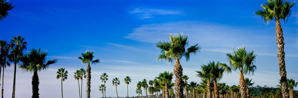 Palm trees near the beach Santa Barbara California USA Canvas Art - Panoramic Images (6 x 18)