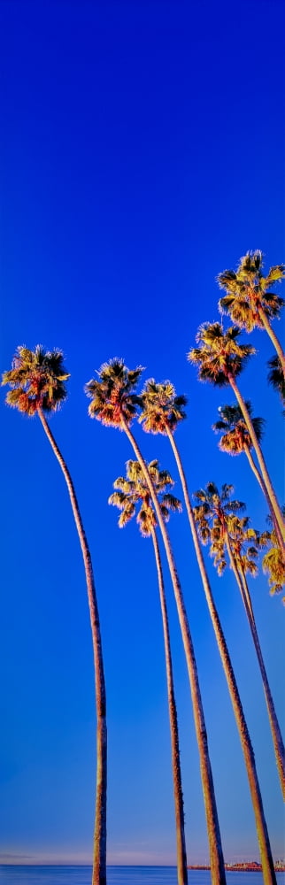 Palm trees near the beach Santa Barbara California USA Canvas Art - Panoramic Images (6 x 18)