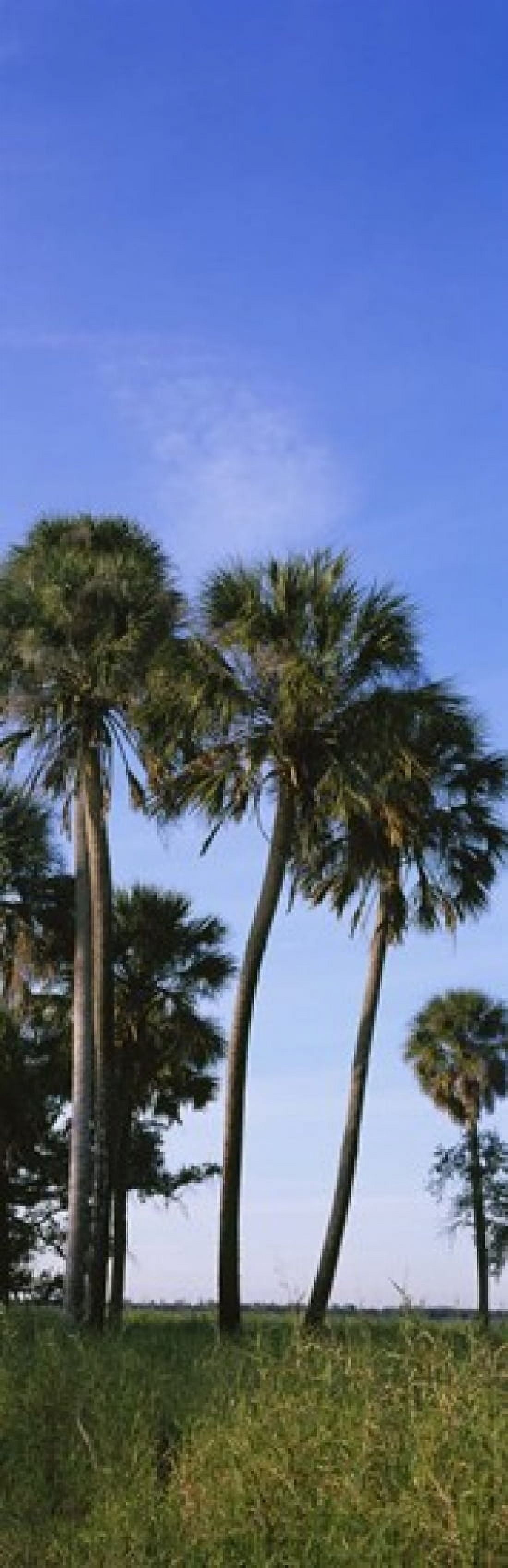 Palm trees on a landscape Myakka River State Park Sarasota Florida USA Canvas Art - Panoramic Images (18 x 6)