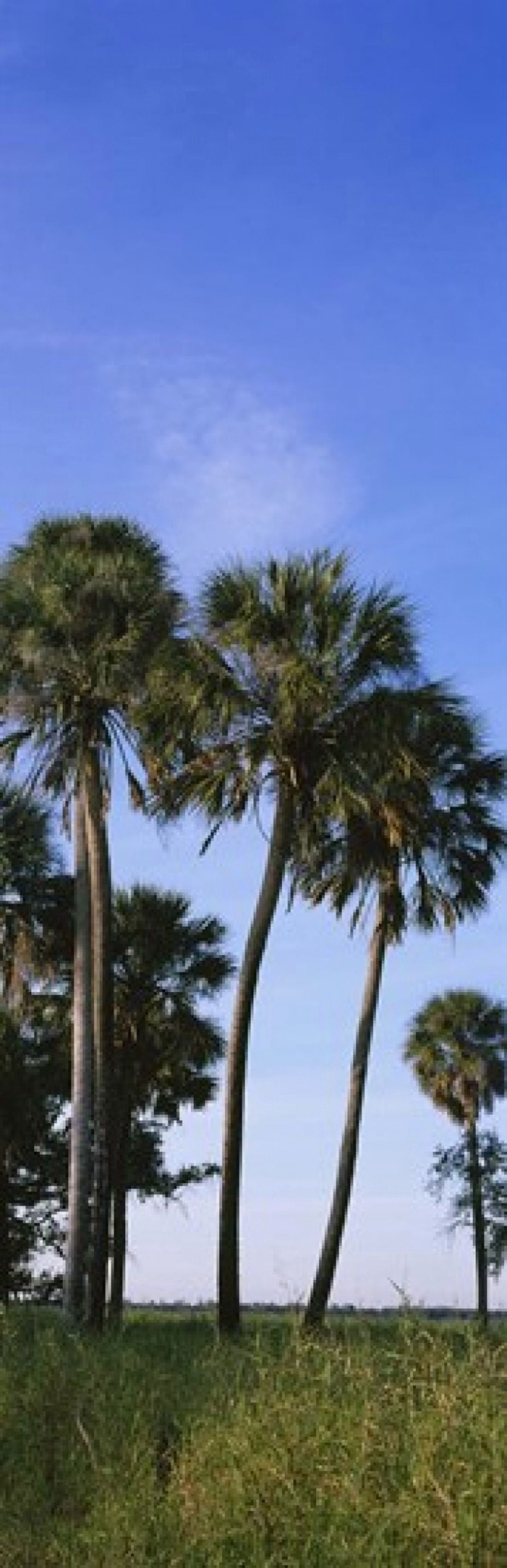 Palm trees on a landscape Myakka River State Park Sarasota Florida USA Canvas Art - Panoramic Images (36 x 12)