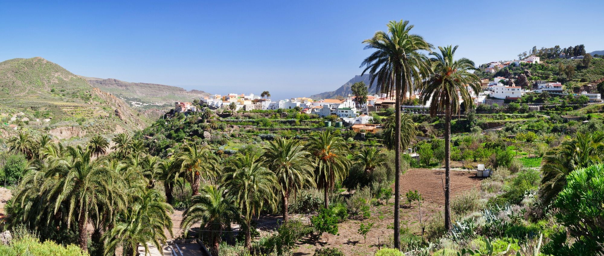 Palm trees on a landscape with town in the background San Bartolome de Tirajana Gran Canaria Spain Canvas Art - Panoramic Images (27 x 9)