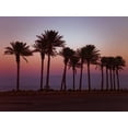 thumbnail image 1 of Palm trees on beach of Dead sea, Israel Poster Print by Assaf Frank (18 x 24), 1 of 1