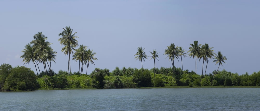 Palm trees on small island along coast road A2 North of Galle Southern Province Sri Lanka Canvas Art - Panoramic Images (29 x 12)