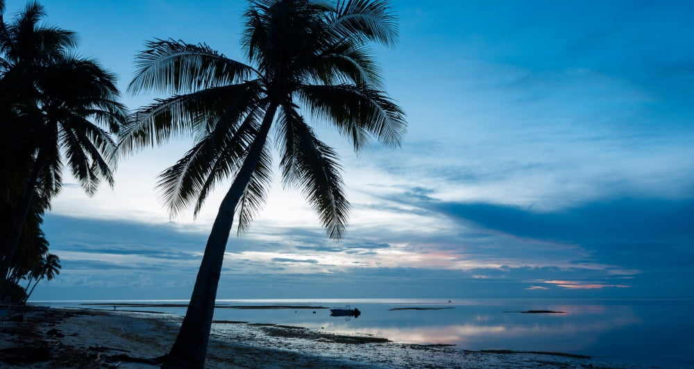 Palm trees on the Anda Beach Bohol Island Visayas Philippines Canvas Art - Panoramic Images (12 x 24)