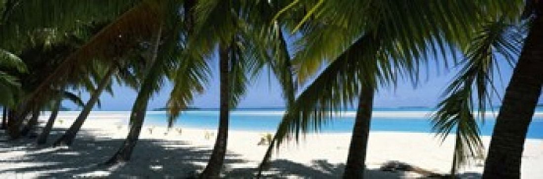 Palm trees on the beach Aitutaki Cook Islands Canvas Art - Panoramic Images (18 x 6)