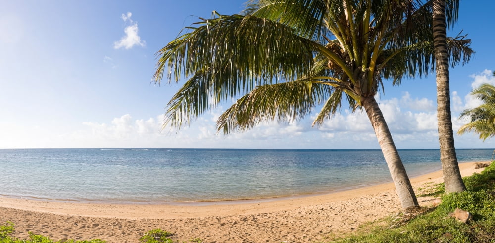 Palm trees on the beach Anini Beach Kauai Hawaii USA Canvas Art - Panoramic Images (36 x 12)