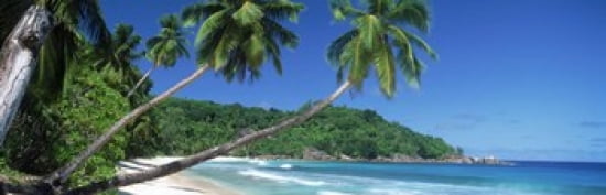 Palm trees on the beach Anse Severe La Digue Island Seychelles Canvas Art - Panoramic Images (36 x 12)