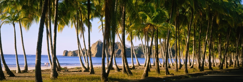 Palm trees on the beach Carrillo Beach Nicoya Peninsula Guanacaste Province Costa Rica Canvas Art - Panoramic Images (36 x 12)