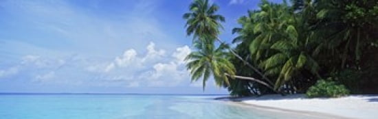 Palm trees on the beach Fihalhohi Island Maldives Canvas Art - Panoramic Images (36 x 12)